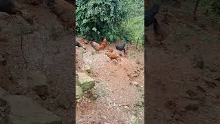 Local chicken shortsviral mokokchung sigma [upl. by Enybor]