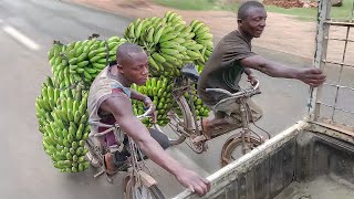 Risky Way They Ride Transport Bicycles in Africa [upl. by Atokad37]