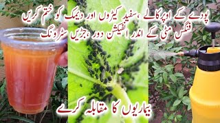 Organic Pesticide amp Fungicide for Plants  Protect Plants from DiseasesStronger Roots Demak Khatam [upl. by Wertz]