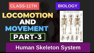 Locomotion and Movement CLASS 11TH BIOLOGY Human Skeleton System  PART3 NEETNCERT IMS ACADEMY [upl. by Morita]