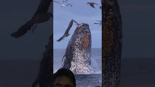 Big blue whale fish fishing whalefish youtubeshorts shorts [upl. by Vaios113]