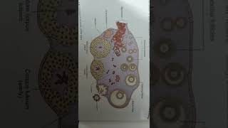 histological structure of ovary [upl. by Faxen]