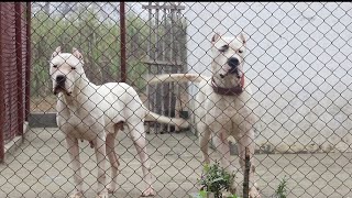 kya eise hote hi DOGO ARGENTINO [upl. by Nylarad18]