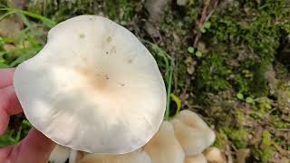 Cyclocybe Cylindracea 🍴🍴🍴 06082023 [upl. by Kahlil]