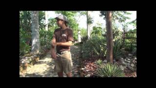 Vallarta Botanical Garden Full Tour [upl. by Asusej]