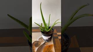 Aloe Vera Repotting  Soil Mixture For Aloe Vera Plant shorts ytshorts aloevera gardening [upl. by Akema]