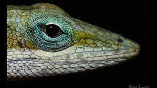 Green Anole swallows Virginia Creeper Sphinx Moth [upl. by Dleifniw]