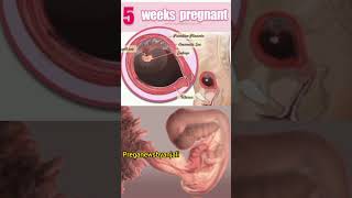 5th week baby growth in the mother womb of pregnancy ♥️🥰shortvideo pregnant cutebaby [upl. by Bernarr]