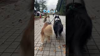 再会！ sheltie シェットランドシープドック 可愛い pets 多頭飼い もふもふ [upl. by Christianity]