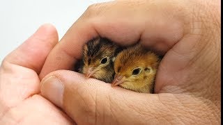 Quail chick hatching in my hands [upl. by Shay]