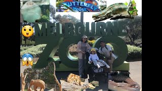 Visit Melbourne ZOO Australia 🇦🇺 ♥️ [upl. by Leirrad]