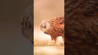 Eagle with a Flower  Rare Moment  Grace Meets Power viralvideos viralshorts [upl. by Earahs]