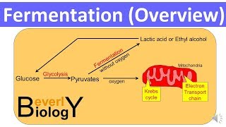 Fermentation Overview updated [upl. by Onilatac]