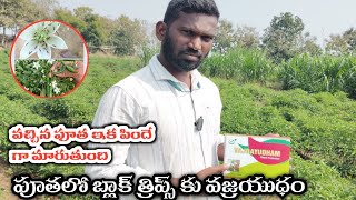 how to control black trips in Chilli crop  పూతలో పురుగును నివారించడం ఎలా [upl. by Eseer14]