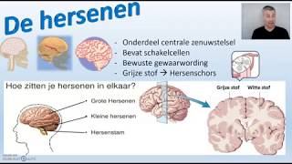 Hersenen  thema 5 Regeling Biodam  2 van 3 [upl. by Wiskind479]