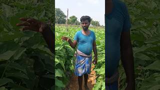 How to grow brinjal crop excellently explained by our village farmerfarmingagriculturebrinjal [upl. by Euqirat]