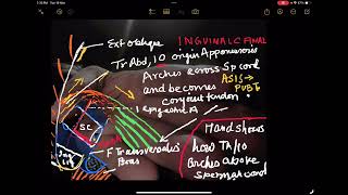 Inguinal Canal GKSingh [upl. by Klaus]