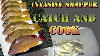 Hawaiian Style Catch And Cook  Fishing For Invasive Snapper  Taape Ulua Wrasse Food  BODS 32 [upl. by Shank]