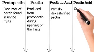 Pectic Substances and its Types difference between Protopectin pectin Pectinic Acid Pectic Acid [upl. by Ransell]