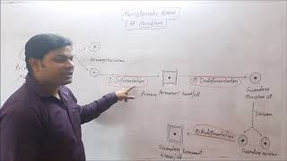 Plant tissue 2  meristematic tissue meristem differentiation Dedifferentiation amp Redifferentiat [upl. by Giacamo239]