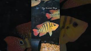 Wild caught Red Terror Mesoheros FestaeCichlid Aquariumhobby [upl. by Leunad]