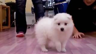 JAPANESE SPITZ PUPPIES FOR SALE [upl. by Esiuol]