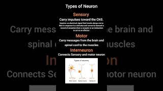 Types of Neuron  Sensory  Motor and Interneuron  Clinical Psychologist Iqra Saeed [upl. by Grevera]