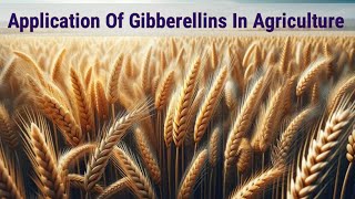 Application Of Gibberellin In Agriculture  Lec 50  Plant Physiology [upl. by Anig]