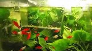 Aquarium Fish Trap [upl. by Laban]