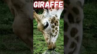 Giraffe sound  giraffe sounds 🥰🥰🥰🥰 cutelittleanimals animals giraffe giraffesound [upl. by Ravilob152]