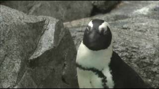 ケープペンギン 長崎ペンギン水族館（Nagasaki Penguin Aquarium [upl. by Baer]