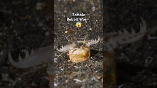 Zombie Bobbit worm 😱wildlife river fishing shorts shortsfeed viralshorts nature facts fish [upl. by Beora]