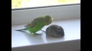 quotджунгарский хомячокquot VS quotпопугайquot quot Jungar hamster quot VS quot parrot quot [upl. by Nyleahcim668]