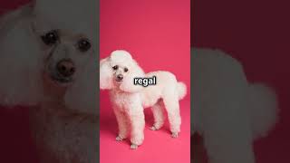 Poodles The Smart Elegant Hypoallergenic Dogs pets petlife funnypets petcompanions [upl. by Assiralc]