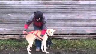 How A Sleddog Harness Should Fit  Part II [upl. by Pogue]