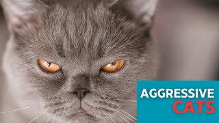 10 Most Dangerous Cat Breeds You should Know  Aggressive Cat Breeds [upl. by Nyar143]