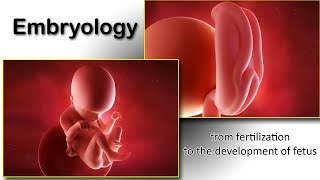 Embryology animation fertilization to development of the nervous system everything in one place [upl. by Haidabez611]