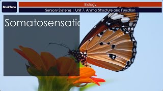 Somatosensation  Sensory Systems  Unit 7 Animal Structure and Function [upl. by Afesoj]