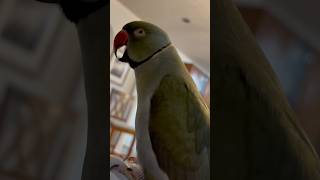 Does anyone speak gibberish 😅 gibberish talkingparrot talkingbird cuteanimals funnyanimals [upl. by Coraline]