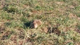 Ziesel am Badesee Trasdorf  Erdhörnchen  Ground Squirrel [upl. by Worl178]