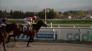 CARRERAS HIPODROMO LAS PIEDRAS  13924  EN VIVO  URUGUAY [upl. by Yeliak]