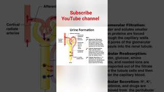 Urine formation [upl. by Merl]