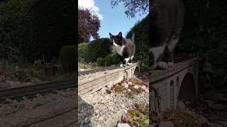 Catzilla A Giant Cat on the Train Tracks [upl. by Roma]