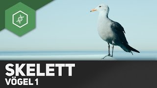 Vögel  Skelett [upl. by Aikenahs]