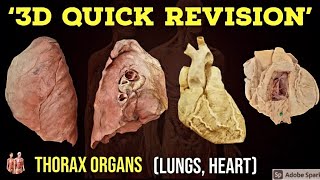 3D Thorax Organs  Quick Revision🔥  Lungs  Heart  Anatomy Decoded  Anatomy Lectures [upl. by Hadrian]