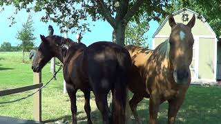 Discussing Trimming Horse Hooves Pooling amp A Little Sweet Potato Treat [upl. by Macur]