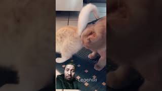 catsanddogs funny funnyanimals cuteandfunnypets animals petvines [upl. by Aloibaf]