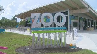 Zoo Miami Unveils New Entrance [upl. by Lacefield]