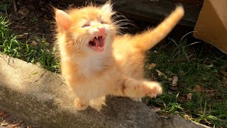 Baby kitten explosive spit hiss [upl. by Arnuad]