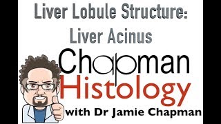 3 Min Histology  Liver Acinus [upl. by Konrad]